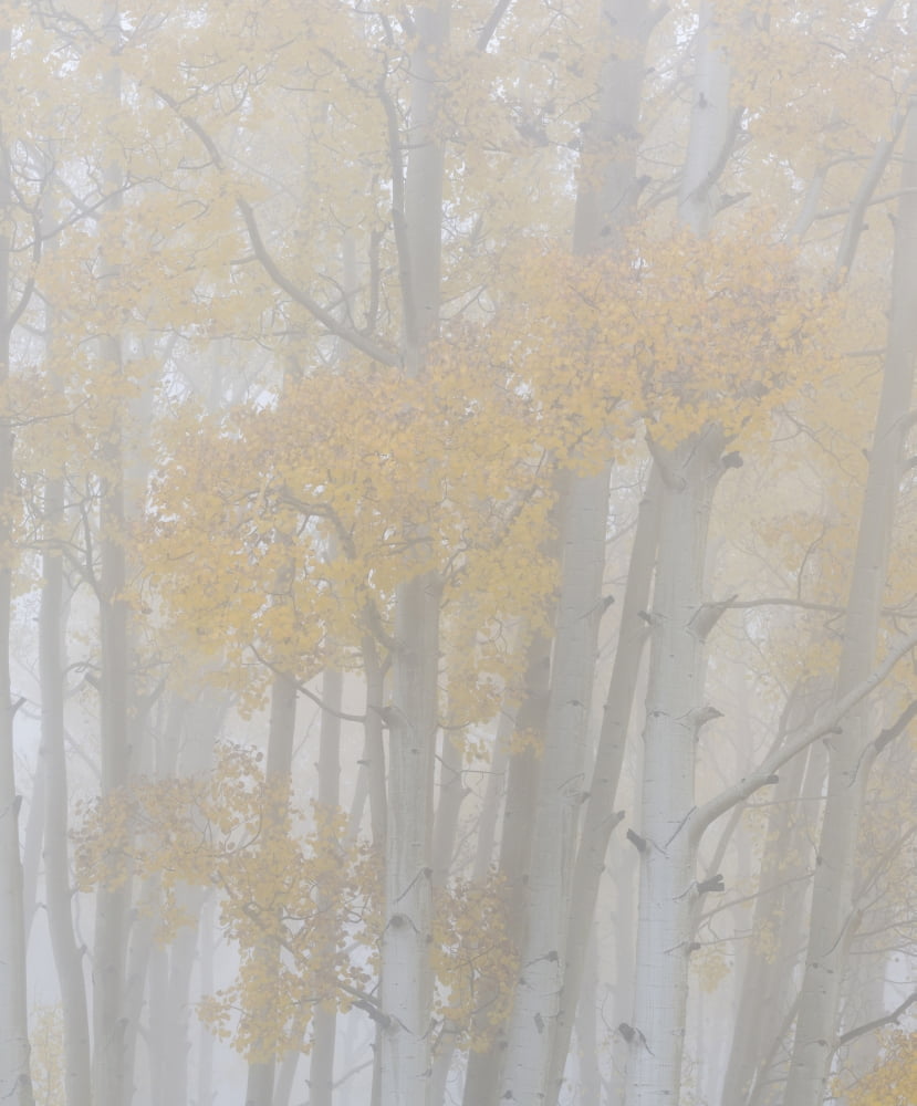 Aspen trees in a forest during fog Boulder Mountain Utah USA Canvas Art - Panoramic Images (9 x 27)