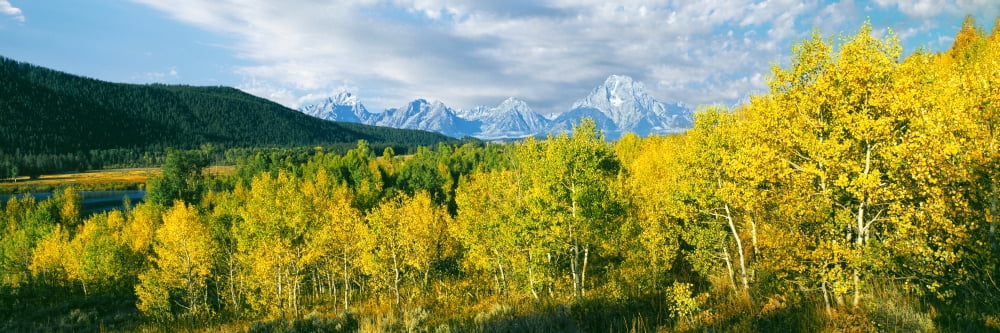 Aspen trees in a forest with Teton Range in the background Oxbow Bend Grand Teton National Park Wyoming USA Canvas Art - Panoramic Images (6 x 18)