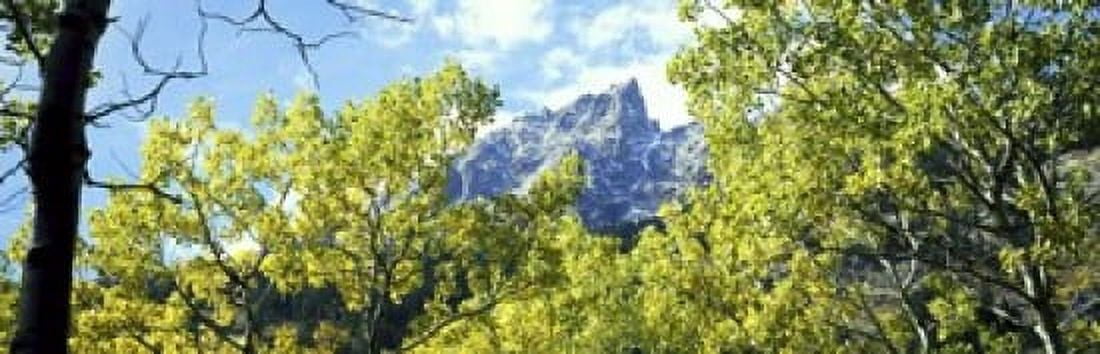 Aspen trees in a forest with mountains in the background Mt Teewinot Grand Teton National Park Wyoming USA Canvas Art - Panoramic Images (18 x 6)