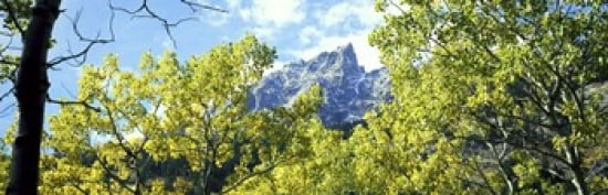 Aspen trees in a forest with mountains in the background Mt Teewinot Grand Teton National Park Wyoming USA Canvas Art - Panoramic Images (36 x 12)