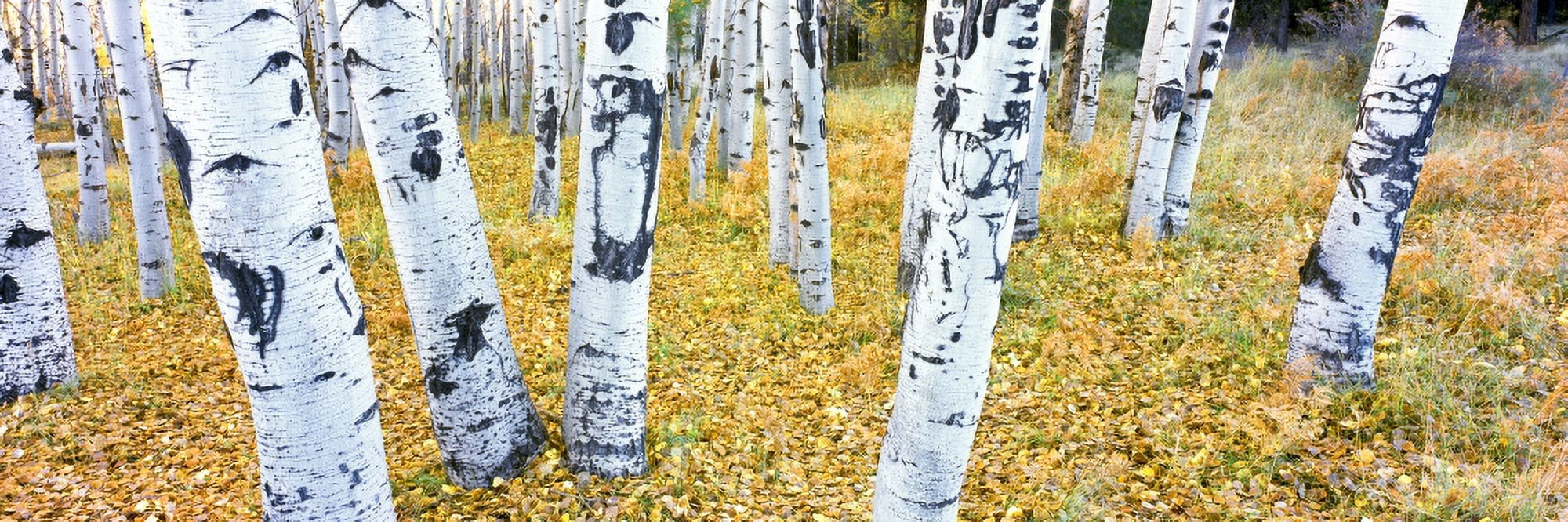 Aspen trees in a grove Hart Prairie Coconino National Forest Arizona USA Canvas Art - Panoramic Images (27 x 9)