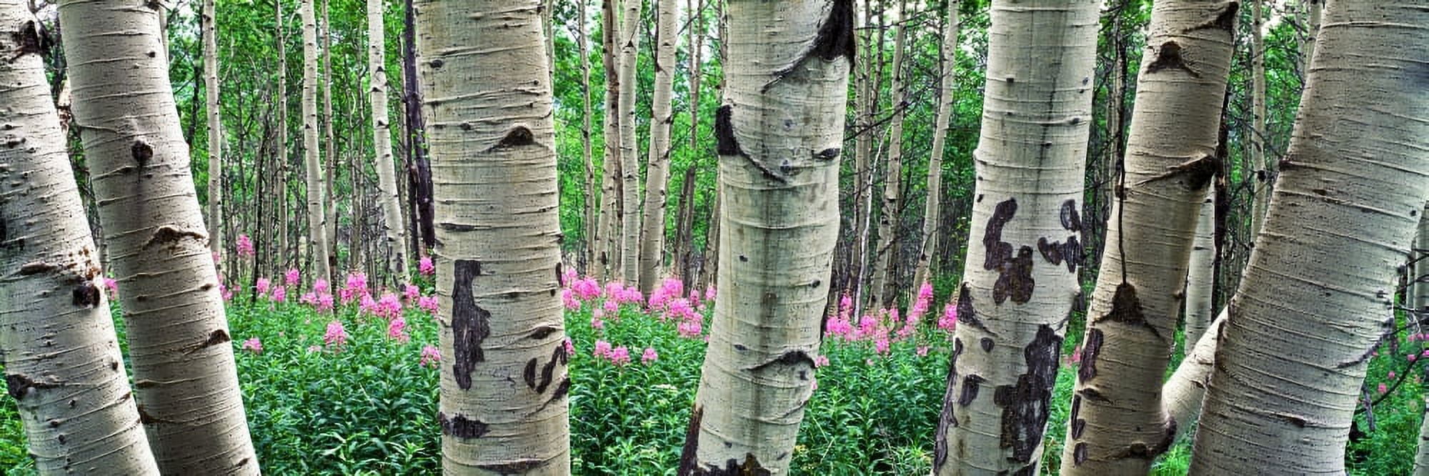 Aspen trees in a grove on the slope of Shadow Mountain Bridger-Teton National Forest Wyoming USA Canvas Art - Panoramic Images (27 x 9)