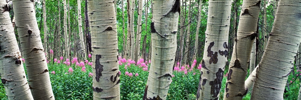 Aspen trees in a grove on the slope of Shadow Mountain Bridger-Teton National Forest Wyoming USA Canvas Art - Panoramic Images (36 x 12)