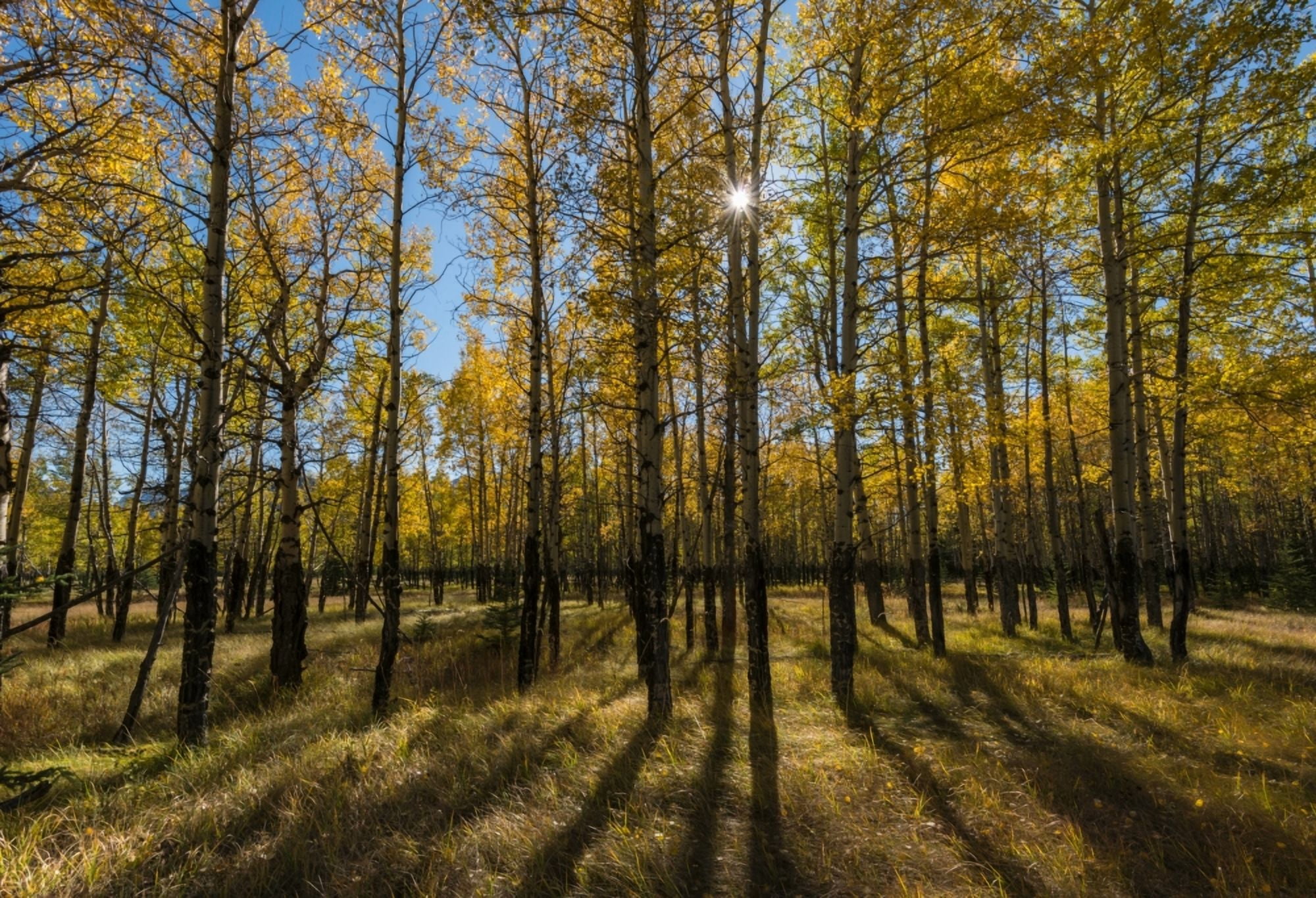 Aspen trees in autumn Banff National Park Alberta Canada Canvas Art - Panoramic Images (24 x 36)
