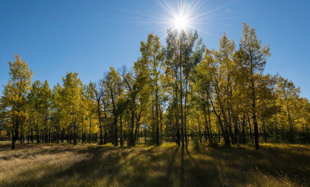Aspen trees in autumn Banff National Park Alberta Canada Canvas Art - Panoramic Images (24 x 40)