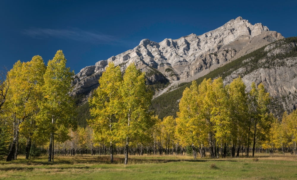Aspen trees in autumn Cascade Mountain Banff National Park Alberta Canada Canvas Art - Panoramic Images (12 x 20)