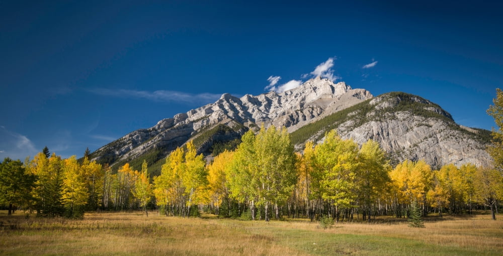 Aspen trees in autumn Cascade Mountain Banff National Park Alberta Canada Canvas Art - Panoramic Images (12 x 24)