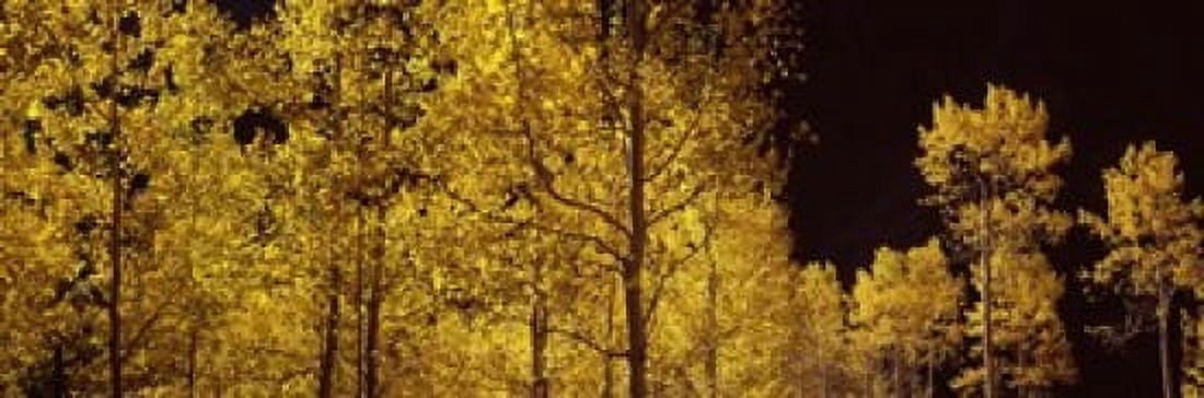Aspen trees in autumn Colorado USA Canvas Art - Panoramic Images (18 x 6)