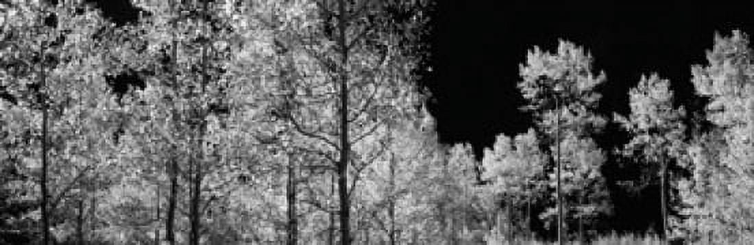Aspen trees in autumn Colorado USA Canvas Art - Panoramic Images (18 x 6)