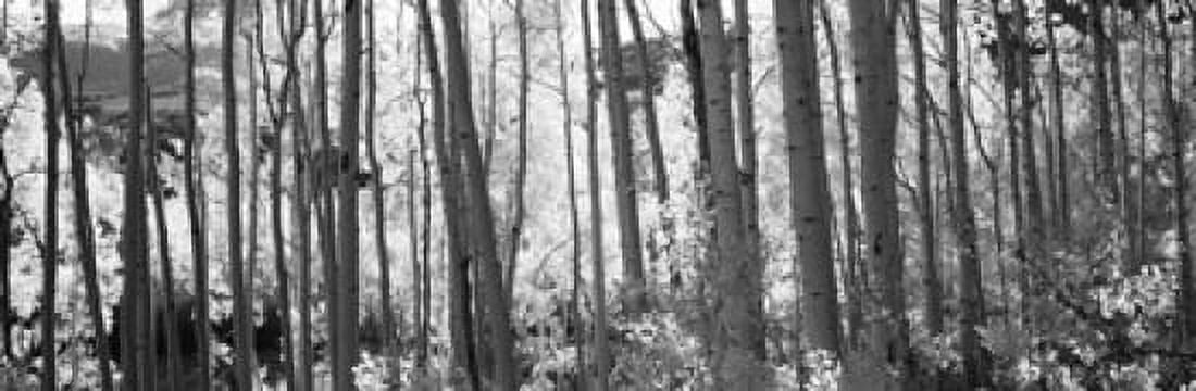 Aspen trees in autumn Colorado USA Canvas Art - Panoramic Images (18 x 6)