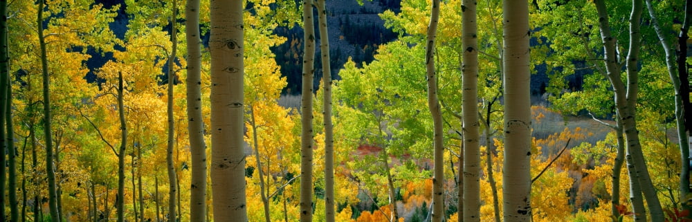 Aspen trees in autumn Colorado USA Canvas Art - Panoramic Images (27 x 9)