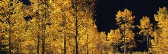 Aspen trees in autumn Colorado USA Canvas Art - Panoramic Images (36 x 12)