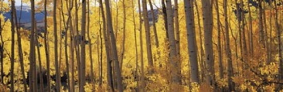 Aspen trees in autumn Colorado USA Canvas Art - Panoramic Images (36 x 12)