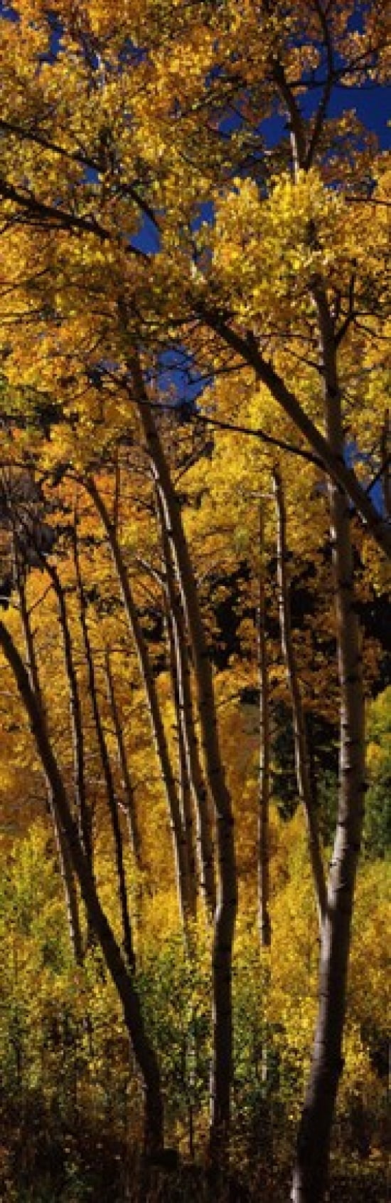 Aspen trees in autumn Colorado USA Canvas Art - Panoramic Images (36 x 12)