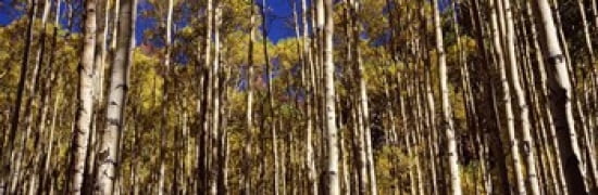 Aspen trees in autumn Colorado USA Canvas Art - Panoramic Images (36 x 12)