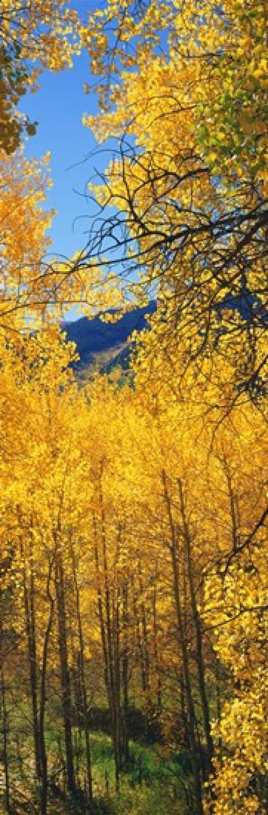 Aspen trees in autumn Colorado USA Canvas Art - Panoramic Images (36 x 12)