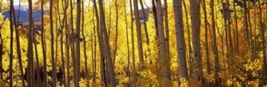 Aspen trees in autumn Colorado USA Canvas Art - Panoramic Images (36 x 12)