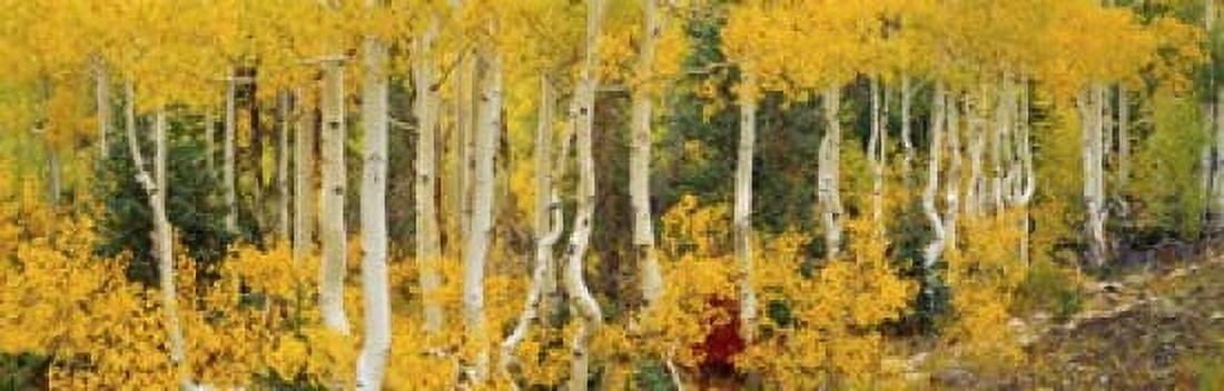 Aspen trees in autumn Dixie National Forest Utah USA Canvas Art - Panoramic Images (18 x 6)