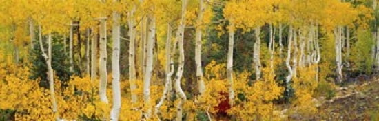 Aspen trees in autumn Dixie National Forest Utah USA Canvas Art - Panoramic Images (36 x 12)