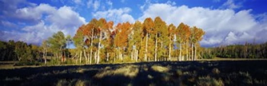Aspen trees in autumn Dixie National Forest Utah USA Canvas Art - Panoramic Images (36 x 12)
