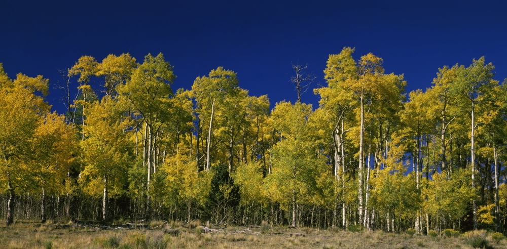 Aspen trees in autumn La Veta Pass Colorado USA Canvas Art - Panoramic Images (12 x 24)