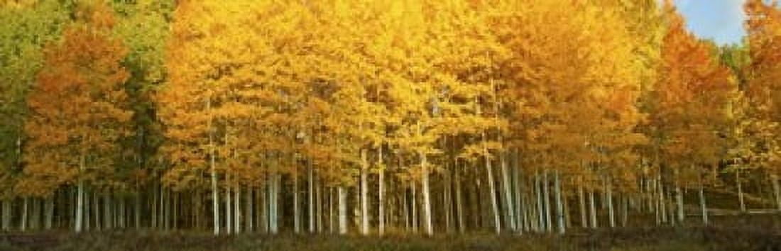 Aspen trees in autumn Last Dollar Road Telluride Colorado USA Canvas Art - Panoramic Images (18 x 6)