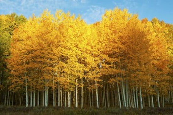 Aspen trees in autumn Last Dollar Road Telluride Colorado USA Canvas Art - Panoramic Images (36 x 24)