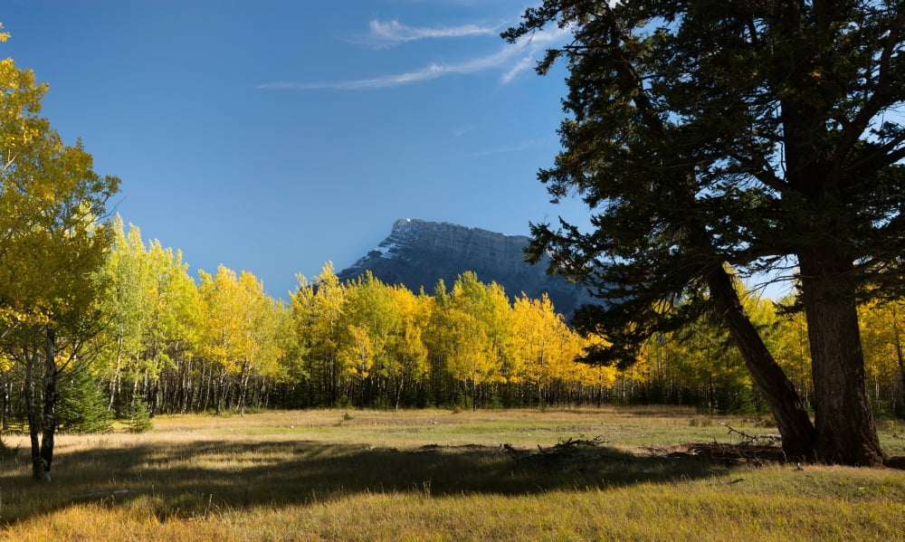 Aspen trees in autumn Mount Rundle Banff National Park Alberta Canada Canvas Art - Panoramic Images (24 x 40)