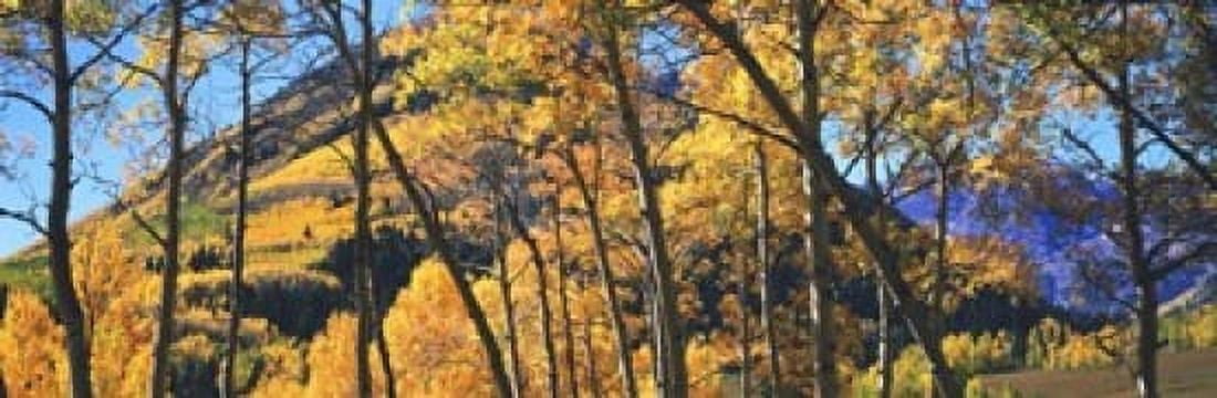 Aspen trees in autumn with mountain in the background Maroon Bells Elk Mountains Pitkin County Colorado USA Canvas Art - Panoramic Images (18 x 6)