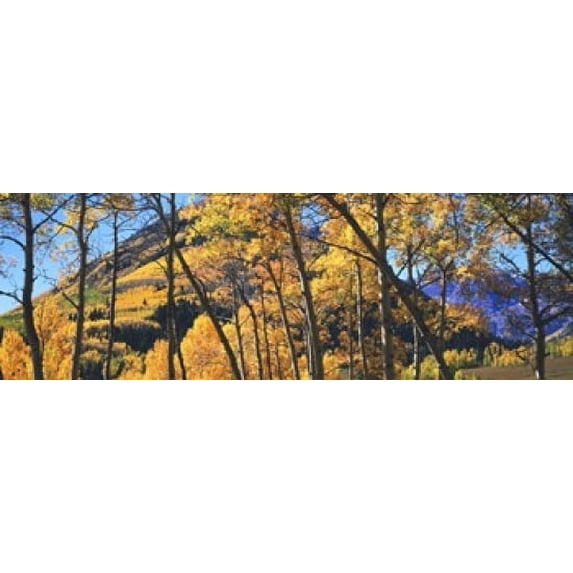 Aspen trees in autumn with mountain in the background, Maroon Bells, Elk Mountains, Pitkin County, Colorado, USA Poster Print (18 x 6)