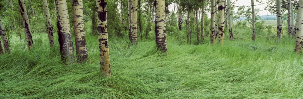 Aspen trees in forest Grand Teton National Park Wyoming USA Canvas Art - Panoramic Images (27 x 9)