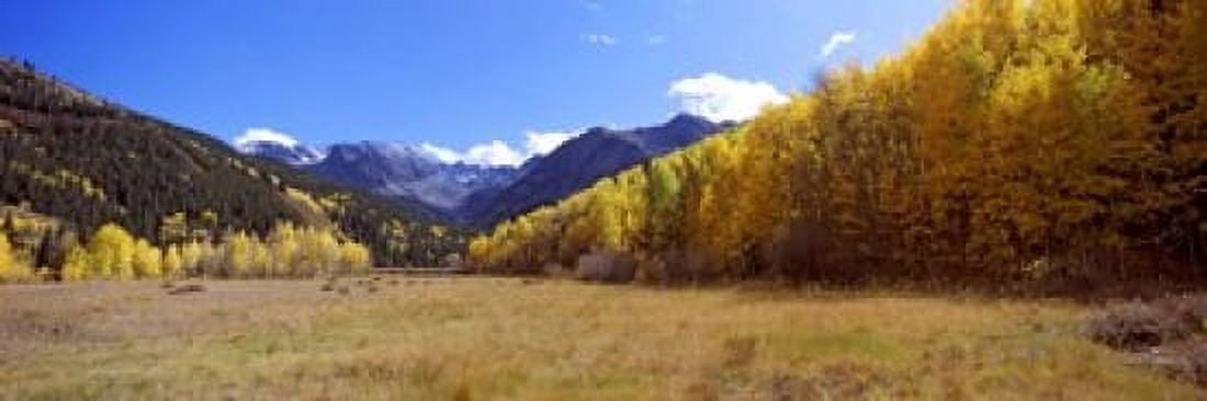 Aspen trees on a hill Aspen Pitkin County Colorado USA Canvas Art - Panoramic Images (18 x 6)