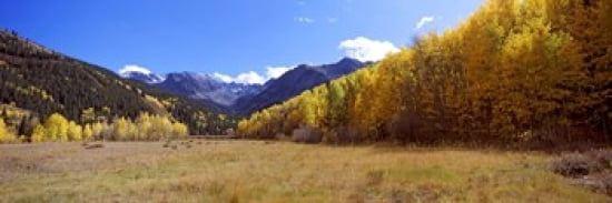 Aspen trees on a hill Aspen Pitkin County Colorado USA Canvas Art - Panoramic Images (36 x 12)