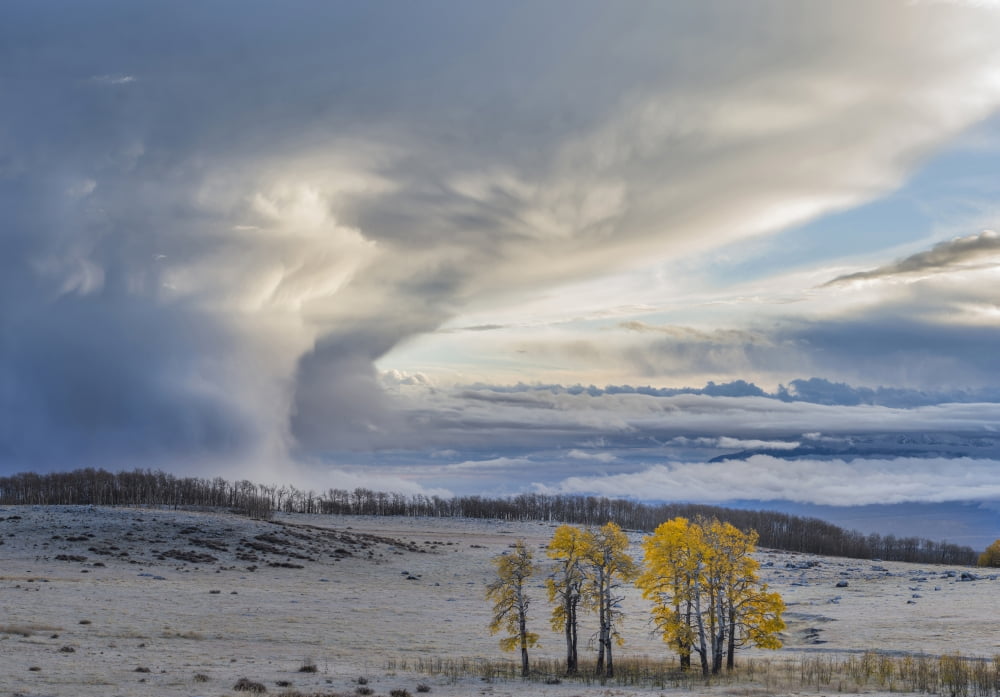 Aspen trees on a landscape at dawn Boulder Mountain Utah USA Canvas Art - Panoramic Images (12 x 36)