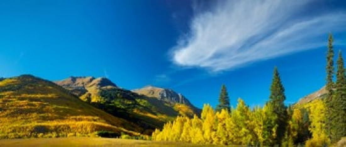 Aspen trees on a mountain Mt Hayden Uncompahgre National Forest Colorado USA Canvas Art - Panoramic Images (15 x 6)