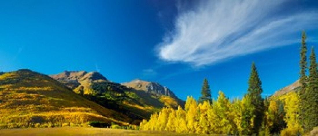 Aspen trees on a mountain Mt Hayden Uncompahgre National Forest Colorado USA Canvas Art - Panoramic Images (30 x 13)