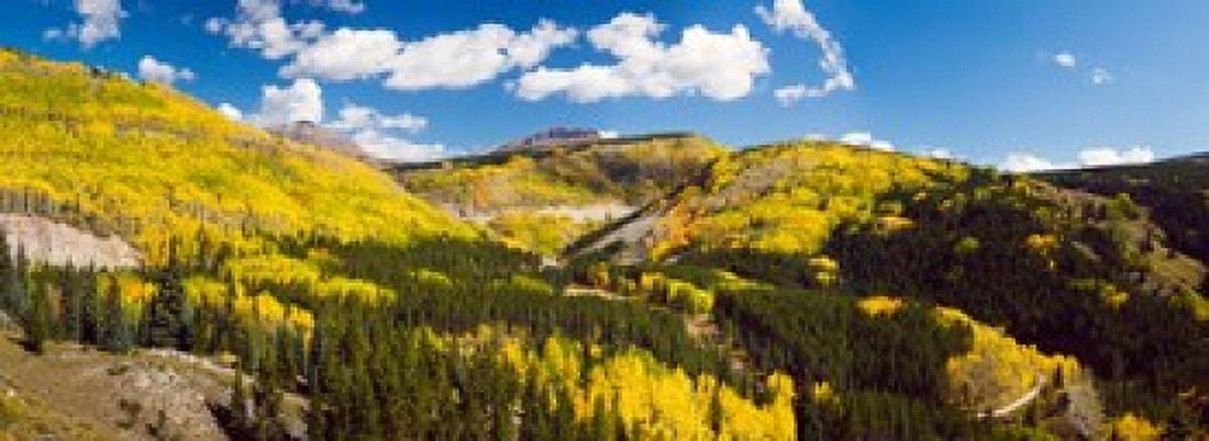 Aspen trees on a mountain San Juan National Forest Colorado USA Canvas Art - Panoramic Images (18 x 7)