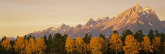 Aspen trees on a mountainside Grand Teton Teton Range Grand Teton National Park Wyoming USA Canvas Art - Panoramic Images (36 x 12)