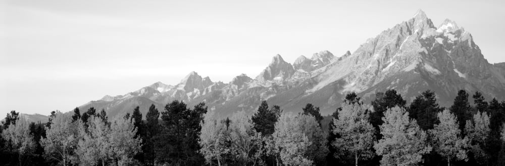 Aspen trees on a mountainside Grand Teton Teton Range Grand Teton National Park Wyoming USA Canvas Art - Panoramic Images (6 x 18)
