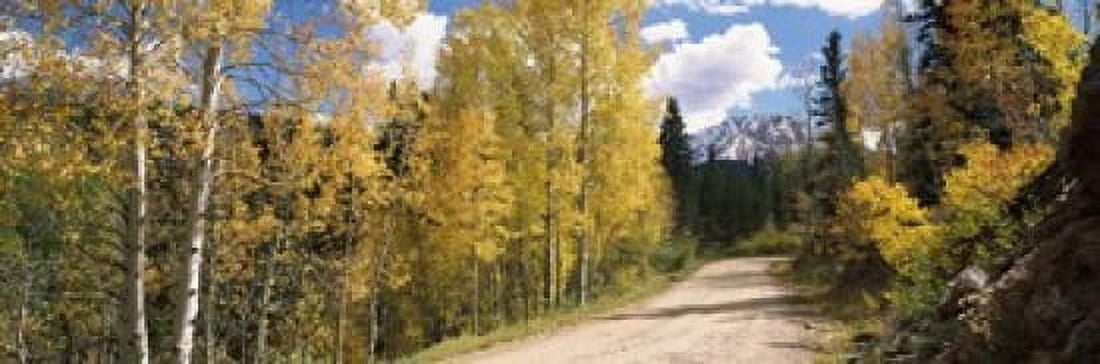 Aspen trees on both sides of a road Old Lime Creek Road Cascade El Paso County Colorado USA Canvas Art - Panoramic Images (18 x 6)