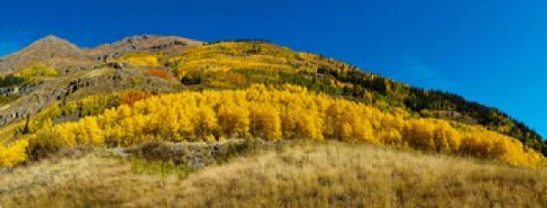 Aspen trees on mountain Alpine Loop Scenic Backway San Juan National Forest Colorado USA Canvas Art - Panoramic Images (15 x 6)