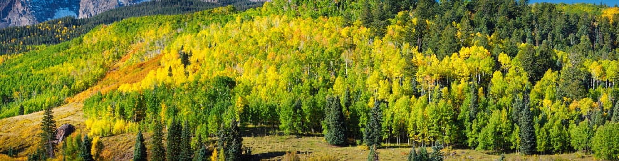Aspen trees on mountain Mount Sneffels Wolcott Mountain Uncompahgre National Forest Colorado USA Canvas Art - Panoramic Images (35 x 9)