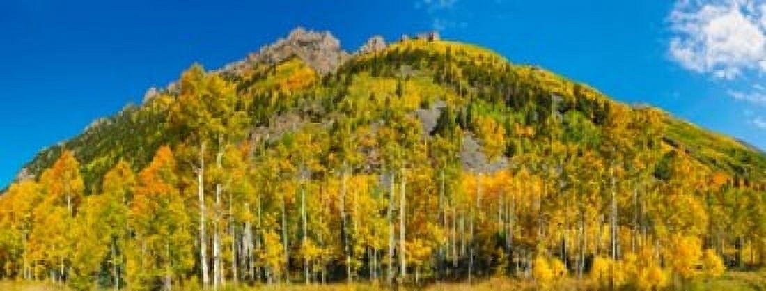 Aspen trees on mountain Ophir Pass San Juan Mountains Uncompahgre National Forest Colorado USA Canvas Art - Panoramic Images (15 x 6)
