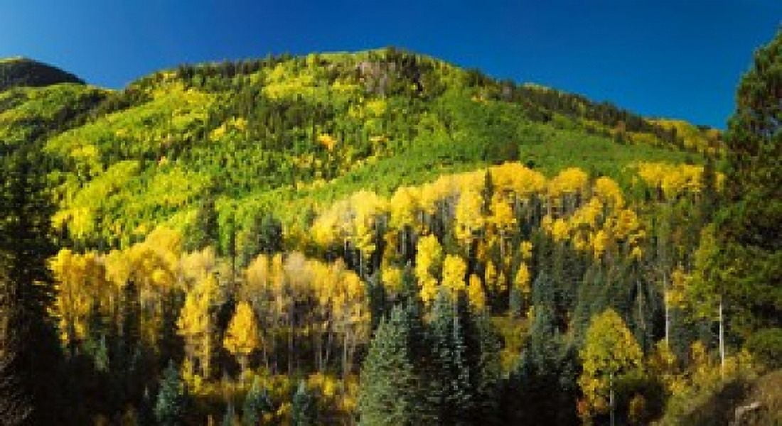 Aspen trees on mountain Sunshine Mesa Wilson Mesa South Fork Road Uncompahgre National Forest Colorado USA Canvas Art - Panoramic Images (36 x 20)