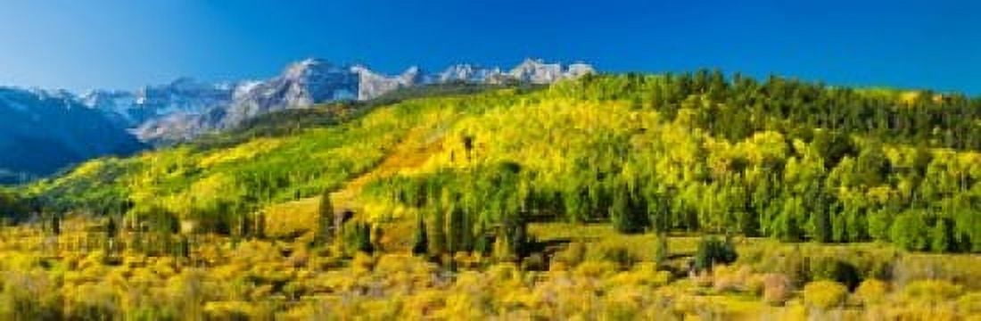 Aspen trees on mountains Uncompahgre National Forest Colorado USA Canvas Art - Panoramic Images (36 x 12)