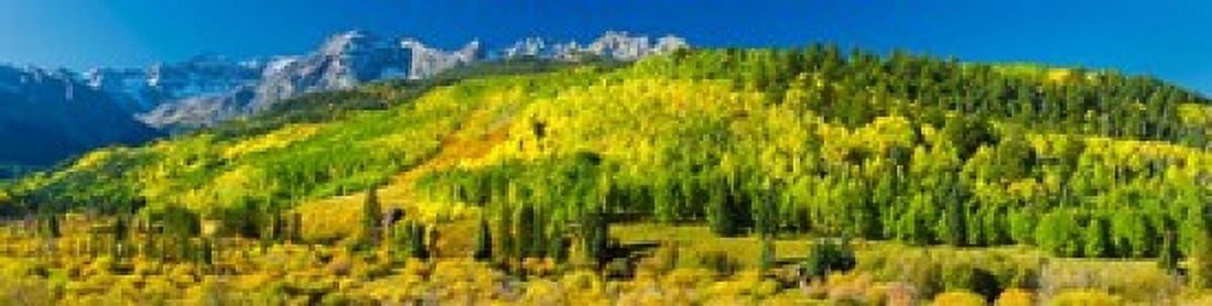 Aspen trees on mountains Uncompahgre National Forest Colorado USA Canvas Art - Panoramic Images (40 x 10)