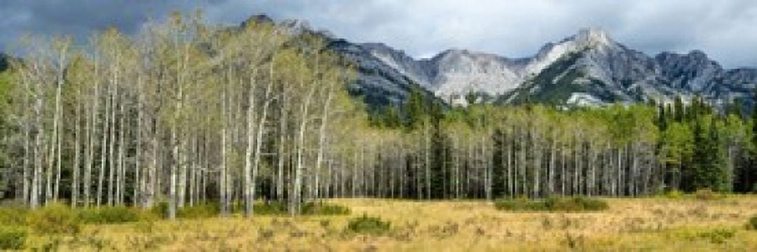 Aspen trees with mountains in the background Bow Valley Parkway Banff National Park Alberta Canada Canvas Art - Panoramic Images (18 x 6)