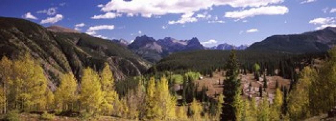 Aspen trees with mountains in the background Colorado USA Canvas Art - Panoramic Images (18 x 7)