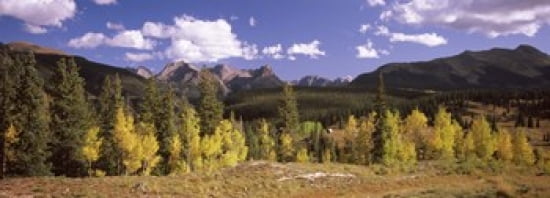 Aspen trees with mountains in the background Colorado USA Canvas Art - Panoramic Images (36 x 13)
