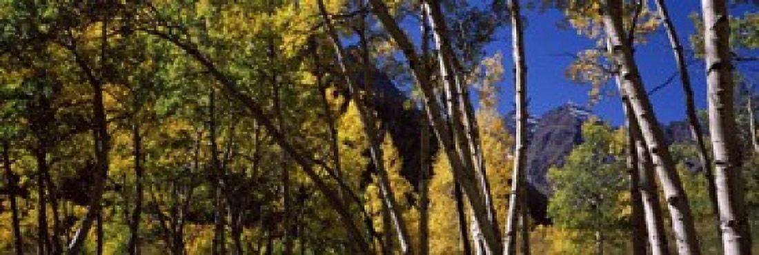 Aspen trees with mountains in the background Maroon Bells Aspen Pitkin County Colorado USA Canvas Art - Panoramic Images (18 x 6)